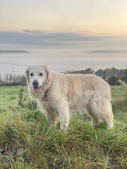 Faithful golden retriever dog companion enjoying the landscape sunrise view with mist in the valley 