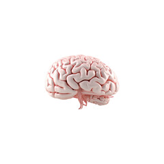 Brain isolated on white PNG transparent background