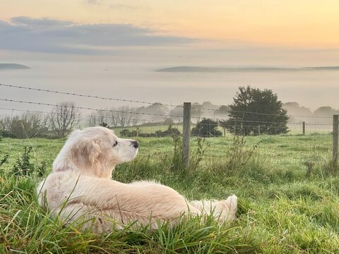 Faithful golden retriever companion dog enjoying the countryside view at sunrise with mist in the valley
