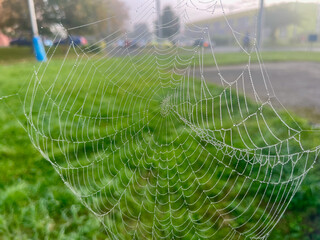 Cobwebs in droplets on a misty morning n the city. 