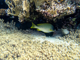 Beautiful fish in the coral reef of the Red Sea, Egypt, Hurghada