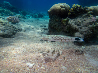 Beautiful fish in the coral reef of the Red Sea, Egypt, Hurghada