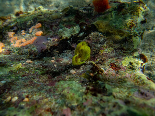 Beautiful fish in the coral reef of the Red Sea, Egypt, Hurghada