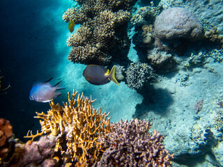 Beautiful fish in the coral reef of the Red Sea, Egypt, Hurghada
