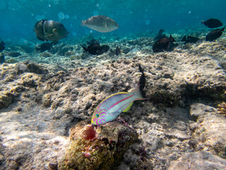 Beautiful fish in the coral reef of the Red Sea, Egypt, Hurghada