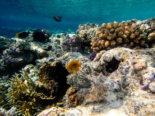 Beautiful fish in the coral reef of the Red Sea, Egypt, Hurghada