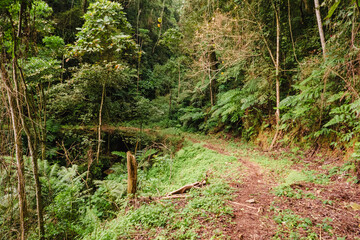 An empty hiking trail in the forest at Uluguru Mountains in Tanzania 