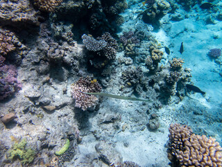 Colorful inhabitants in the coral reef of the Red Sea