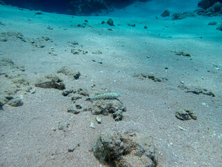 Colorful inhabitants in the coral reef of the Red Sea