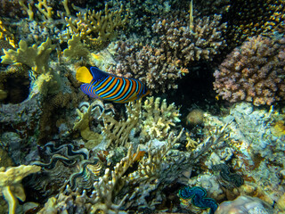 Colorful inhabitants in the coral reef of the Red Sea