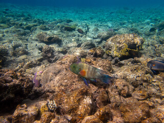 Colorful inhabitants in the coral reef of the Red Sea