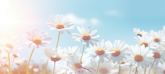 field of daisies chamomile blue sky, ai