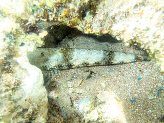 Colorful inhabitants in the coral reef of the Red Sea