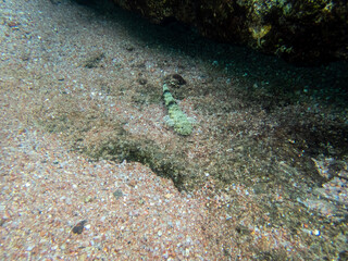 Colorful inhabitants in the coral reef of the Red Sea