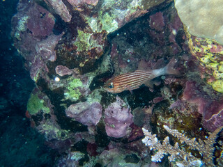 Colorful inhabitants in the coral reef of the Red Sea