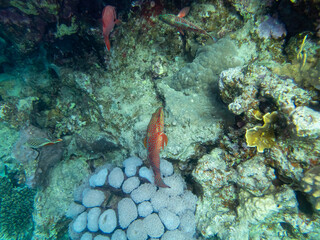 Colorful inhabitants in the coral reef of the Red Sea