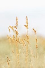 Obraz premium A field of wheat ready for harvest, backlit by the sun
