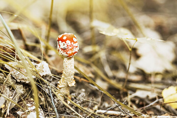 Collecting amanita in nature. Medicinal properties of the amanita muscaria mushroom