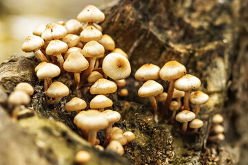 Group of Honey fungus growing on stump with green moss. Close up. Blurry background.