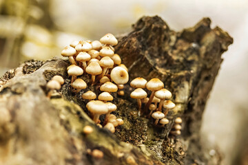 Group of Honey fungus growing on stump with green moss. Close up. Blurry background.