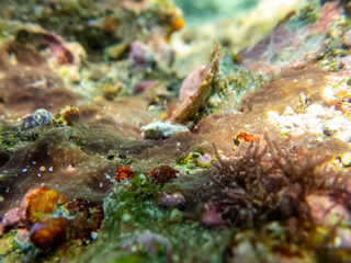 Colorful inhabitants in the coral reef of the Red Sea