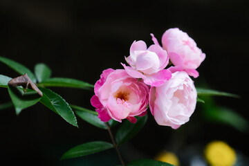 Beautiful pink roses in the garden over blurry dark background