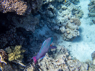 Colorful inhabitants in the coral reef of the Red Sea