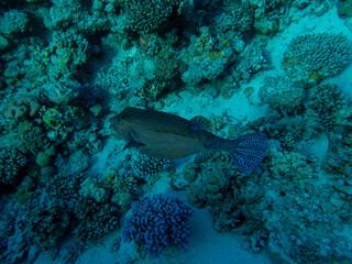 Colorful inhabitants in the coral reef of the Red Sea
