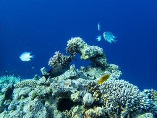 Colorful inhabitants in the coral reef of the Red Sea