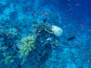 Colorful inhabitants in the coral reef of the Red Sea