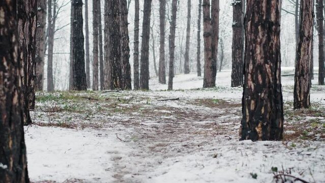Mysterious cinematic footage. Coniferous forest during the first snow