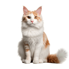 Obraz premium urkish_Van_cat_cute_whole_body_no_shadow_highest