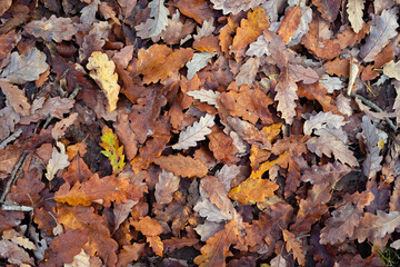 Fallen colored oak leaves are on the ground in autumn.