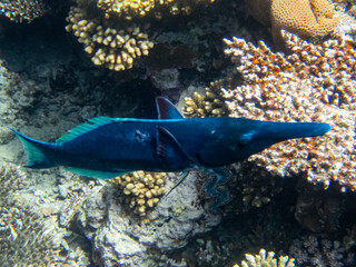 Snipe wrasse or bird wrasse in the coral reef of the Red Sea