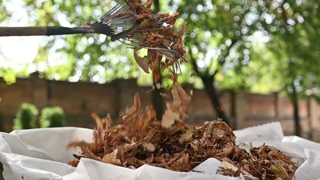 A rake of collected autumn leaves in a home garden. Cleaning of autumn leaves