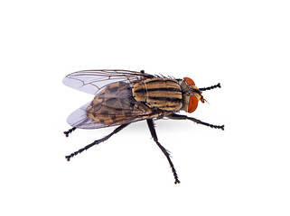 close-up fly on a white background,isolated