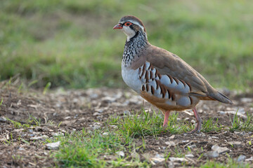 Red-Legged Partridge in the wild. Scientific name:  Alectoris rufa.  Close up of an alert red-legged or French partridge in natural agricultural field habitat.  Facing left.  Horizontal. Copy space

