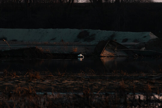 white egret at sunset