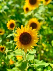 sunflower portrait, ひまわり