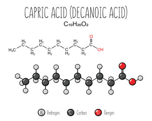 Capric acid skeletal structure and flat model representation, isolated on a blank background. Vector editable.