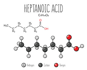 Heptanoic acid skeletal structure and flat model representation, isolated on a blank background. Vector editable