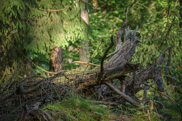 CINIFEROUS FOREST  - Dry root of an old tree in a clearing