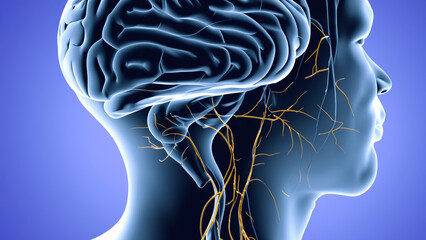 3D Illustration of human brain nerve tracts based on magnetic resonance imaging (MRI) data.