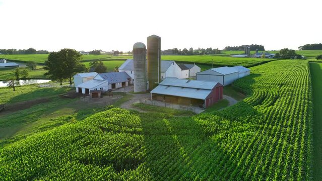 Rural farm in USA. Aerial rising shot of corn field revealing silos and barns at homestead during bright summer sunset.