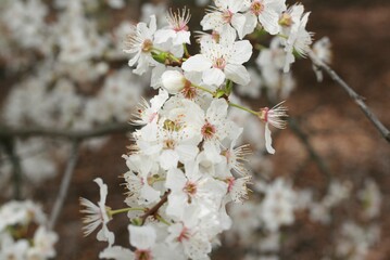 Almendro en flor.
