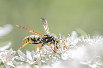 Bee