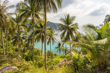 Fototapeta na wymiar Scenic tropical horizontal nature landscape with palms grove and view on sea through trees from greenery place in jungle. Picturesque Koh Tao island in Thailand