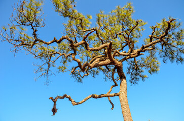 Evergreen Elegance: Pine Trees Against an Azure Sky