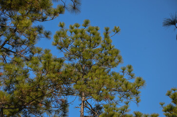 Evergreen Elegance: Pine Trees Against an Azure Sky