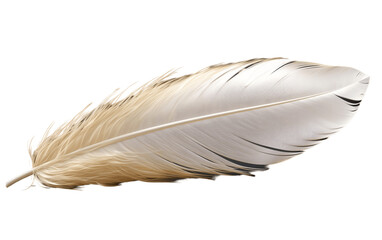 Feather on White Transparent Background